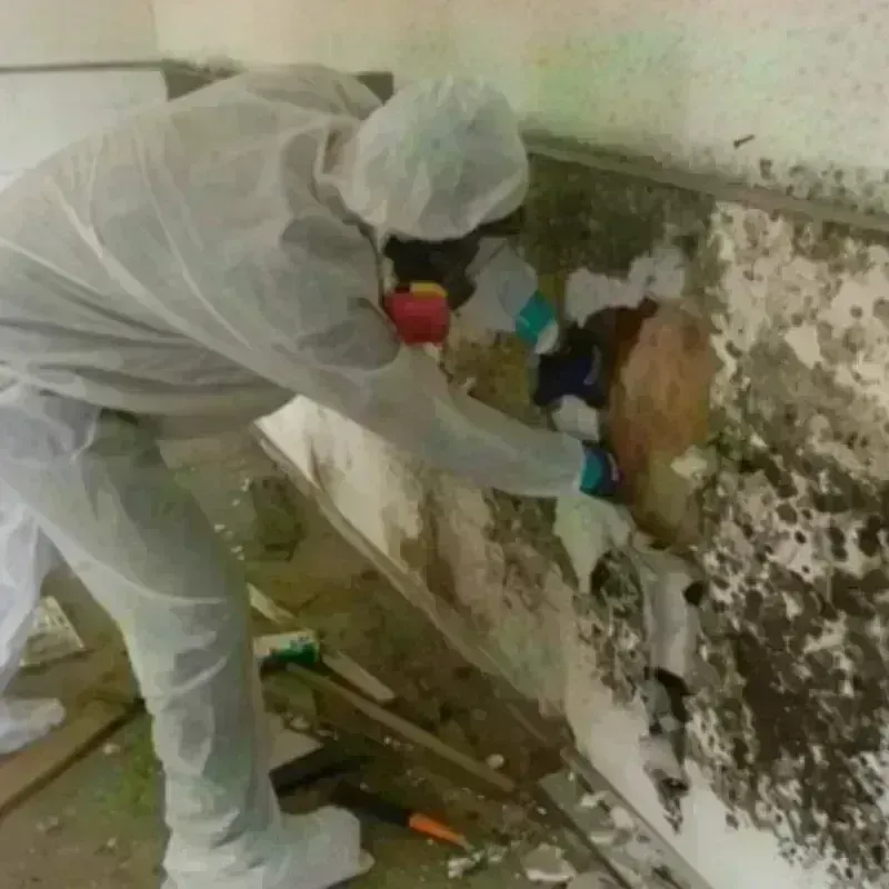 Mold Remediation and Removal in San Carlos Park, FL